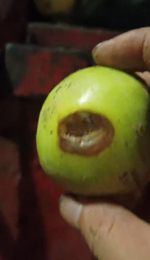 禮泉爛蘋果榨汁風(fēng)波 企業(yè)稱有選果流程，市監(jiān)局緊急叫停產(chǎn)品出庫